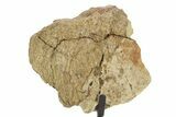 Dinosaur (Triceratops) Frill Shield Section w/ Stand - South Dakota #378579-1